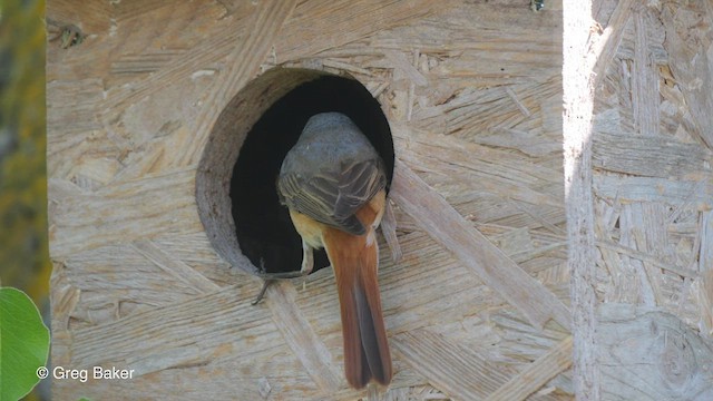 Common Redstart - ML468922601