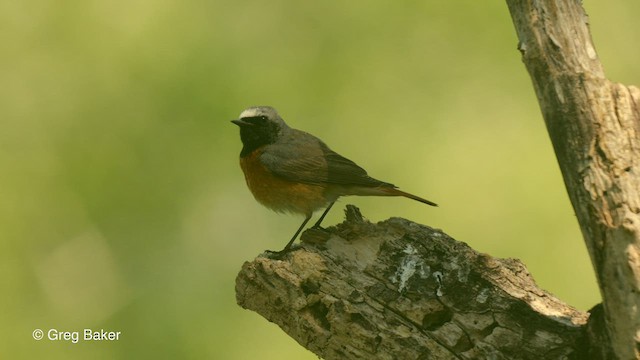 Common Redstart - ML468922611