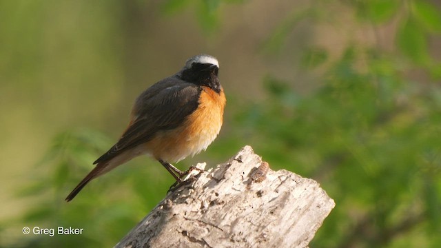 Common Redstart - ML468922621