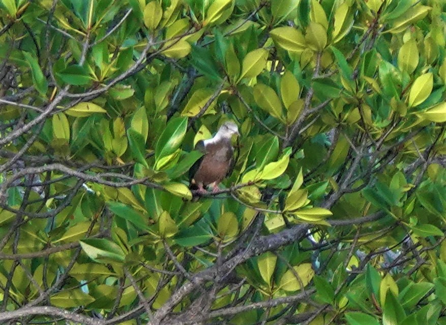 Spotted Imperial-Pigeon - ML468923851