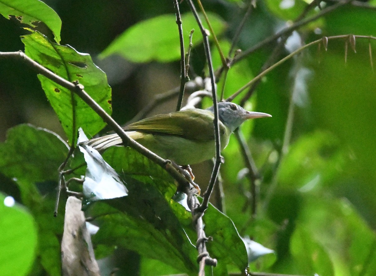 Suimanga Cabecigrís - ML468924051