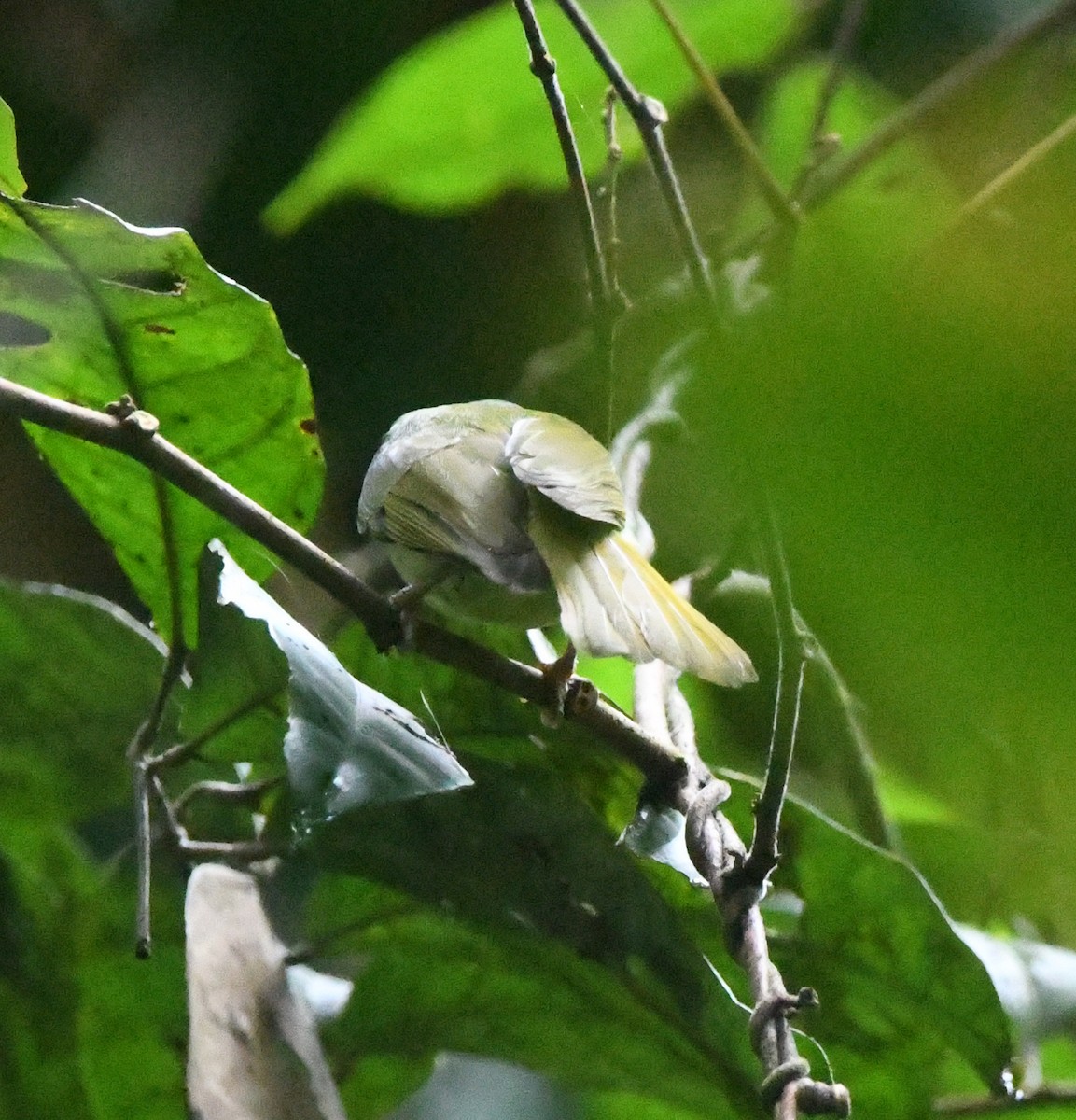 Gray-headed Sunbird - ML468924081