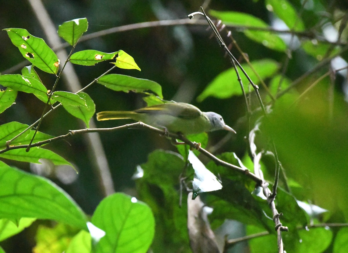 Gray-headed Sunbird - Gabriel Jamie