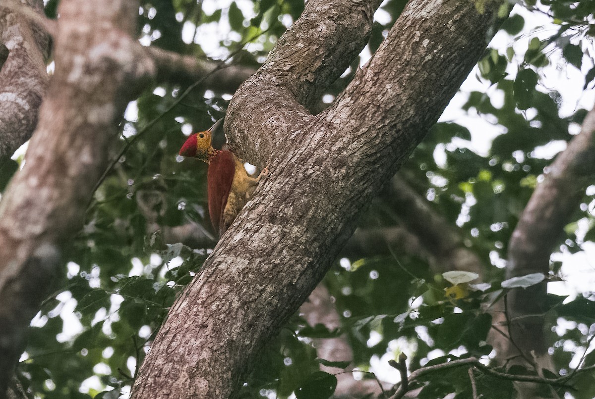 Yellow-faced Flameback - ML468924471