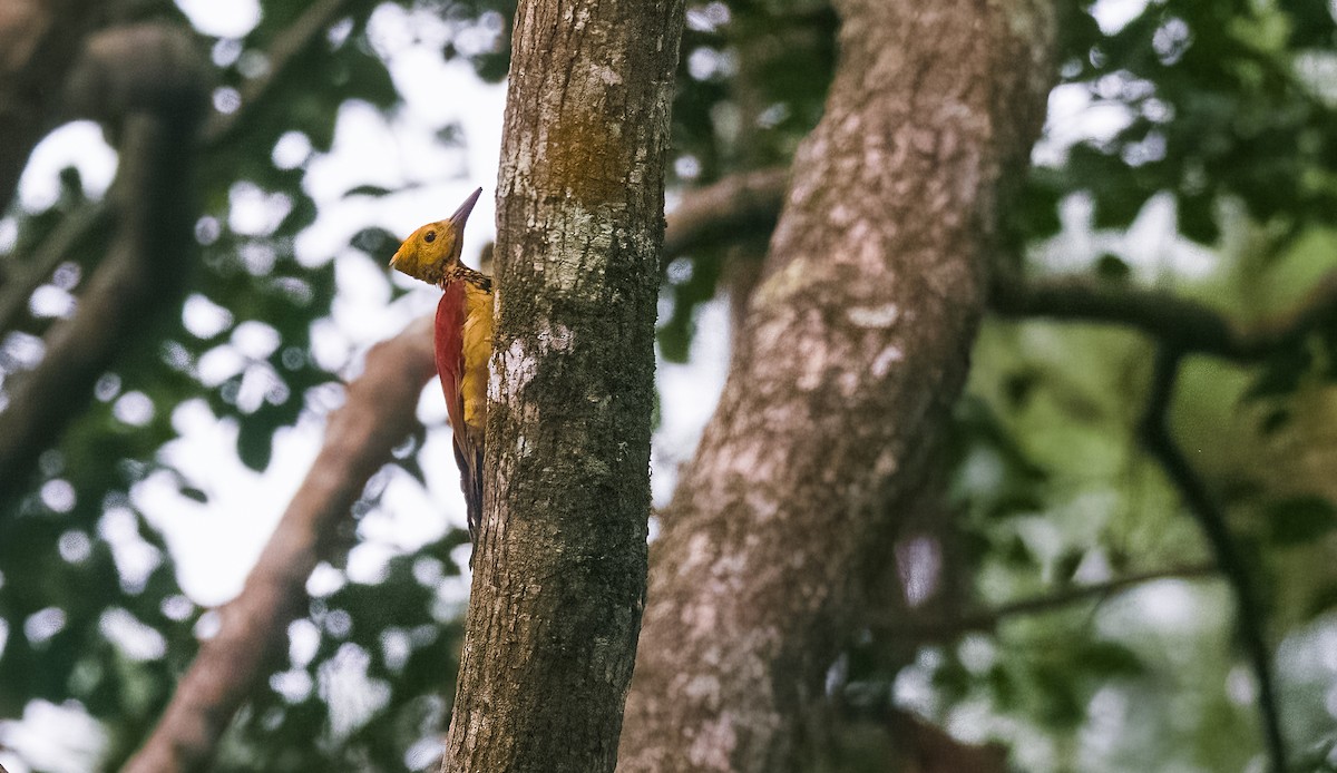 Yellow-faced Flameback - ML468924491