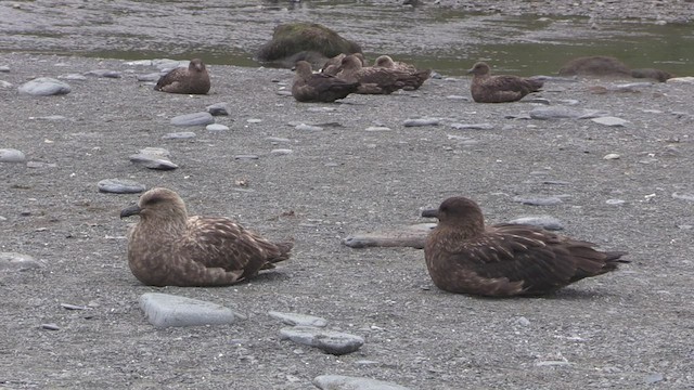 Brown Skua (Subantarctic) - ML468924821