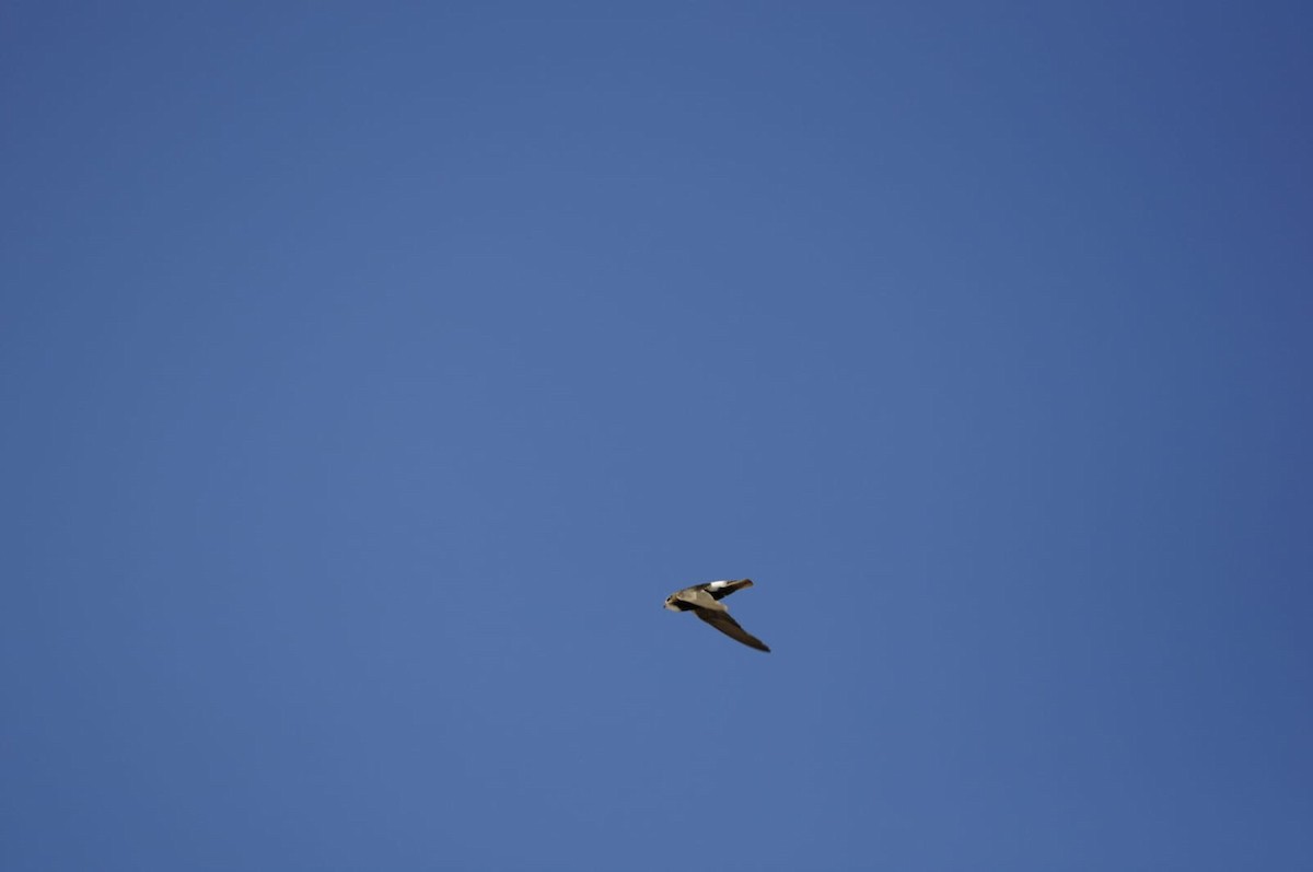 rorýs domovní - ML468926041