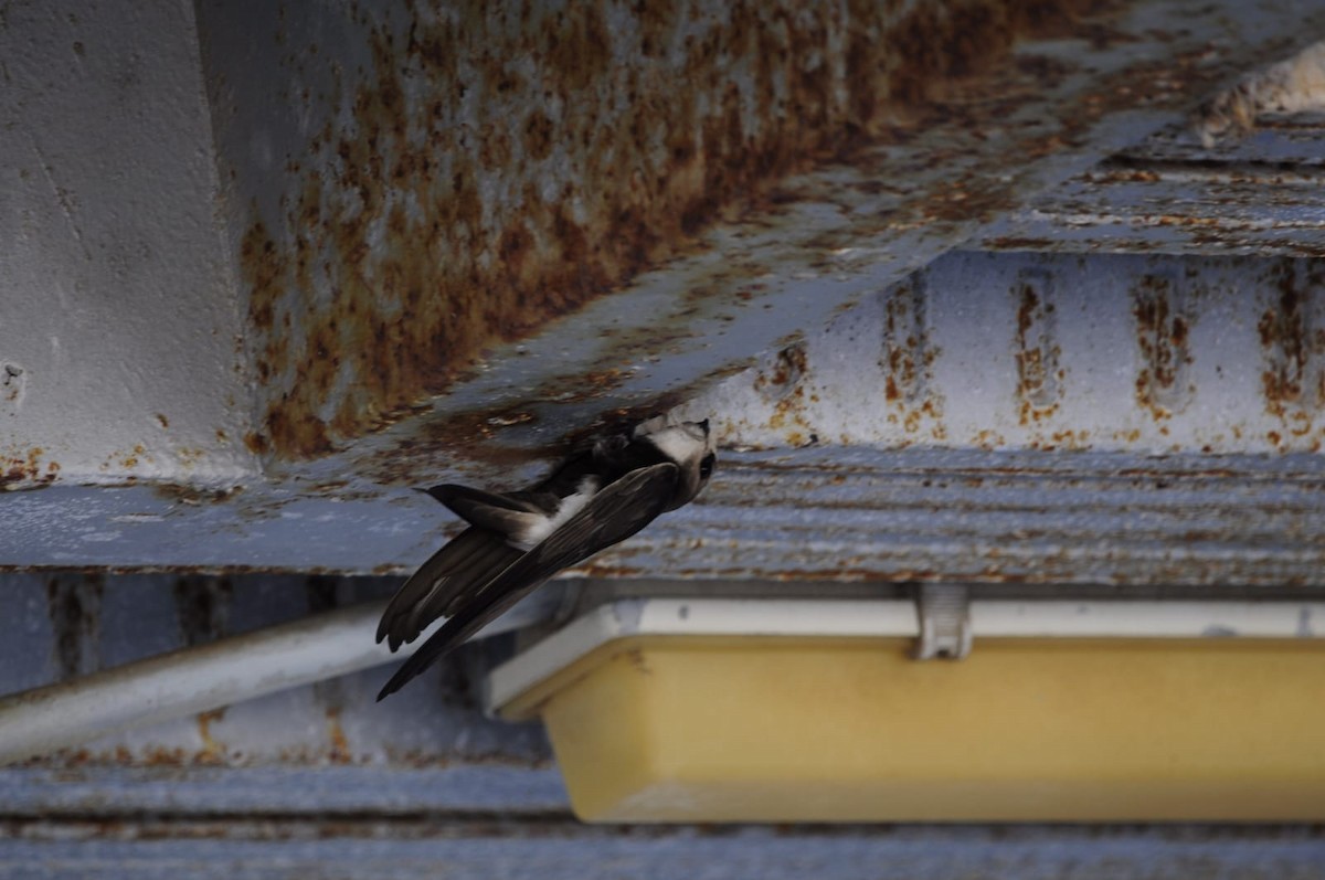 Little Swift - ML468926091