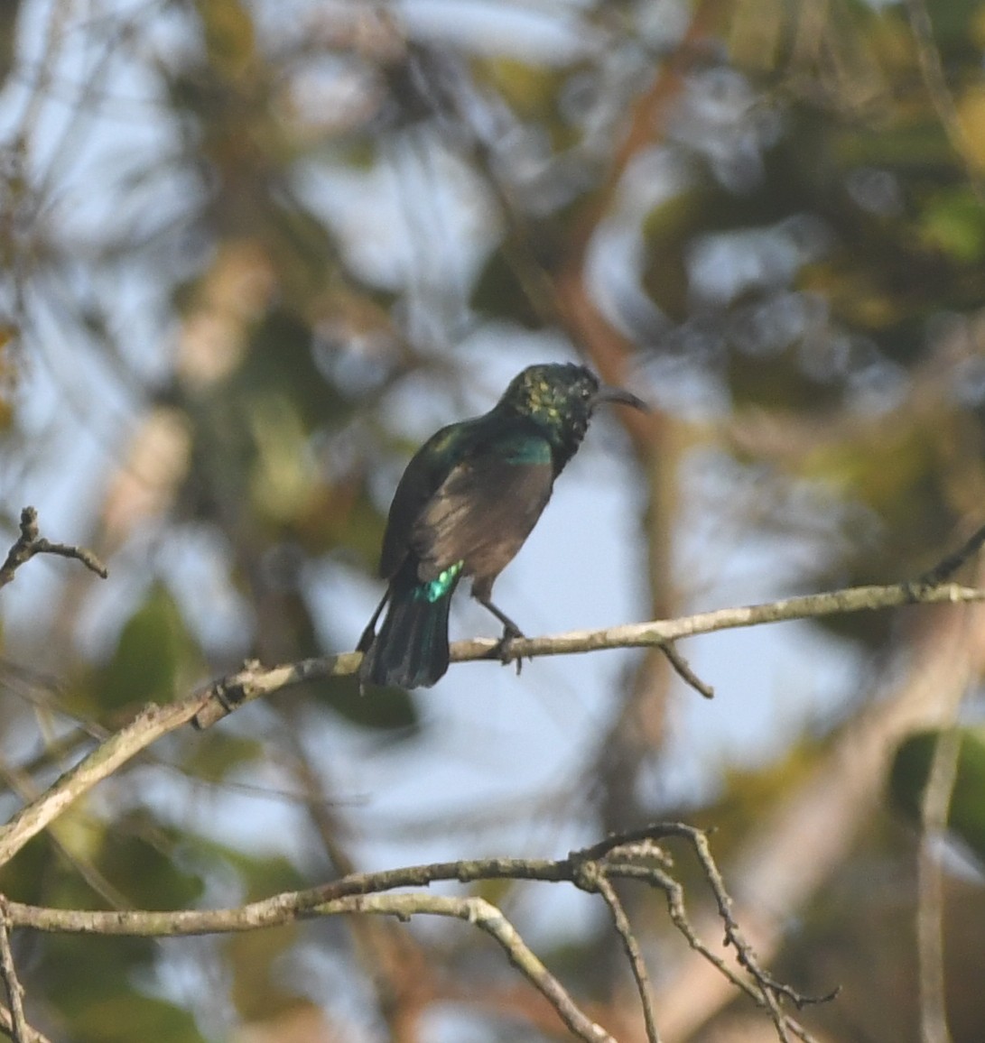 Orange-tufted Sunbird - Gabriel Jamie