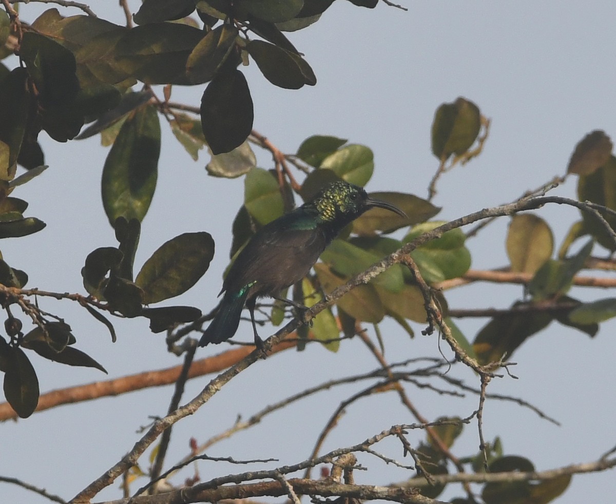 Orange-tufted Sunbird - Gabriel Jamie