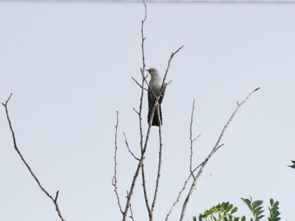 Common Cuckoo - Hiroyuki Tamura