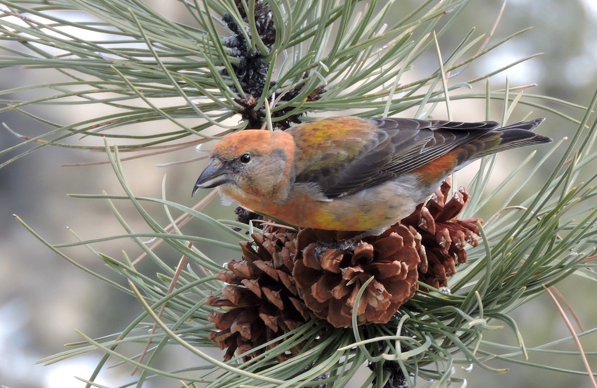 Red Crossbill - ML46892841