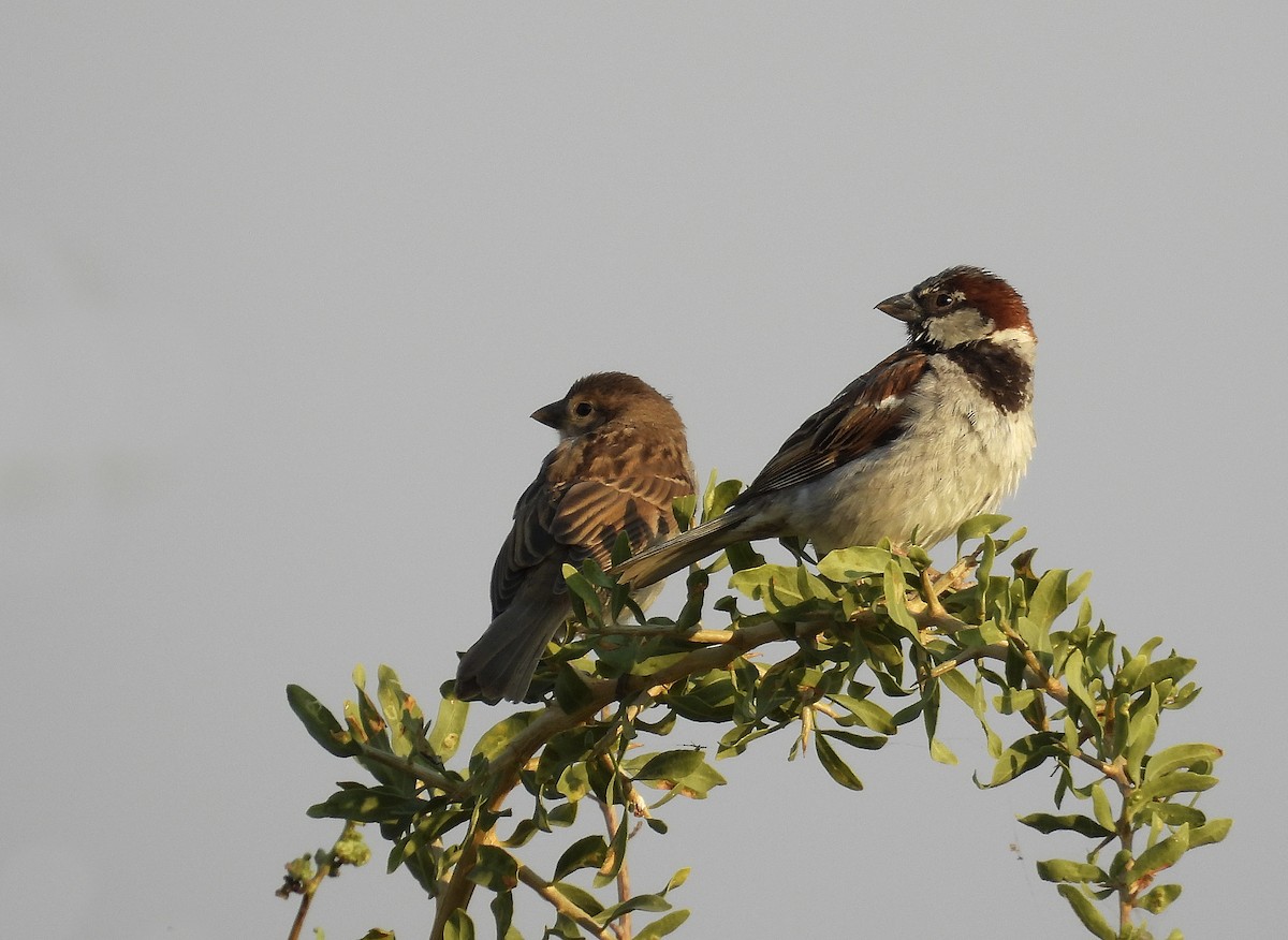 House Sparrow - ML468928741