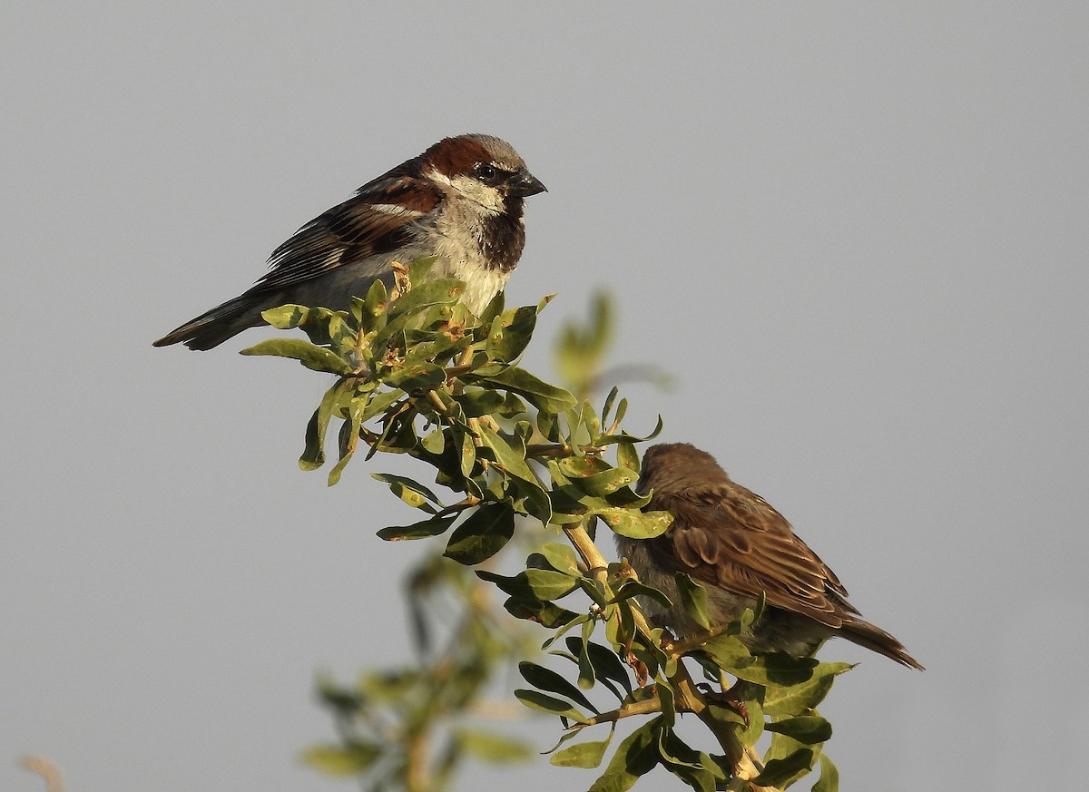 House Sparrow - ML468928751