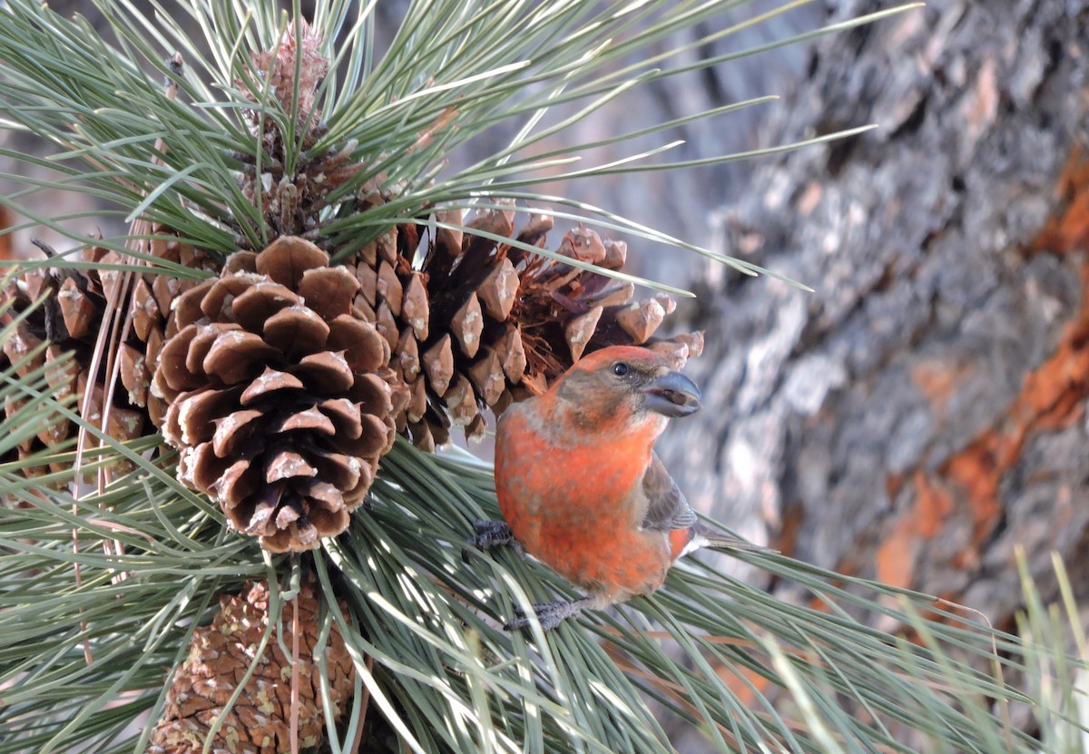 Red Crossbill - Daniel Casey