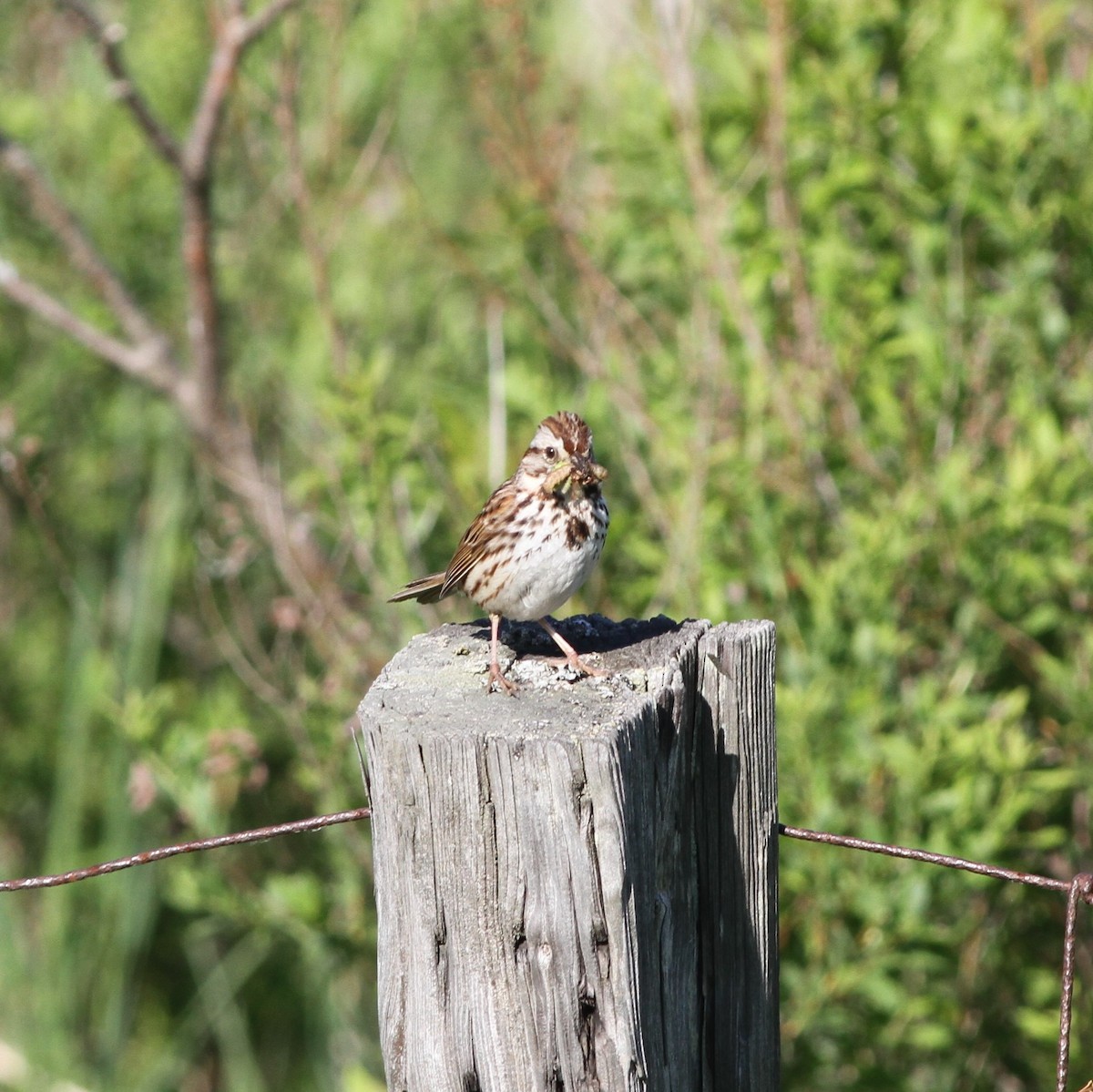 Song Sparrow - ML468930011