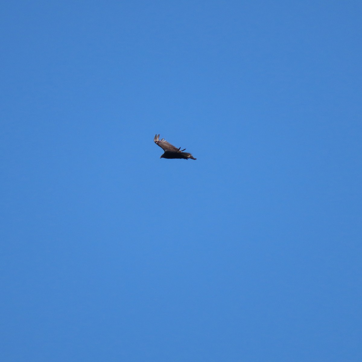 Turkey Vulture - ML468930841