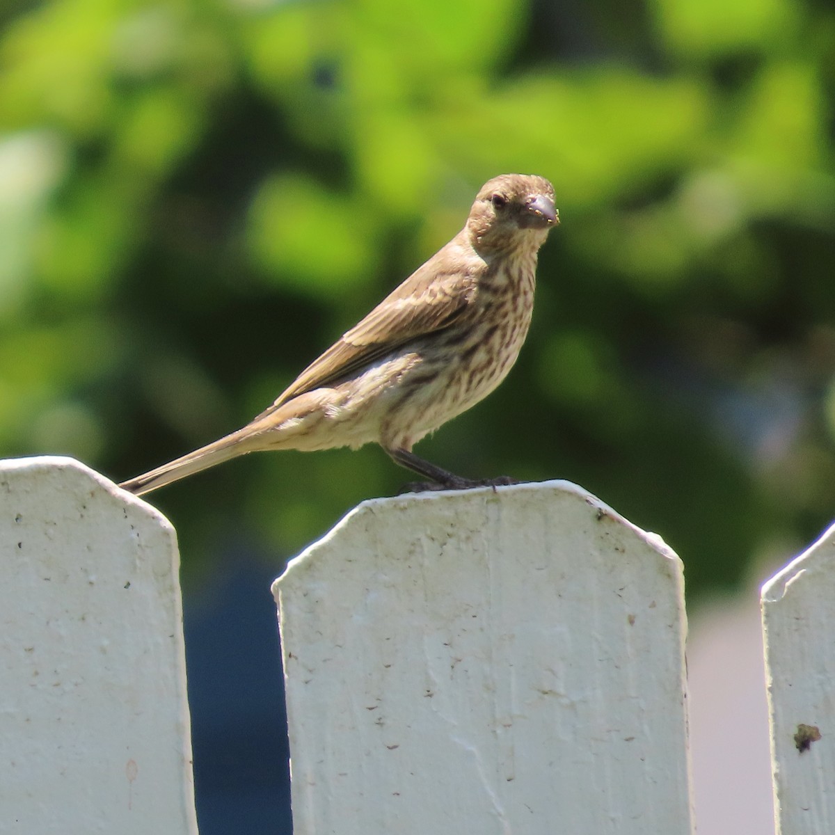 House Finch - ML468931021