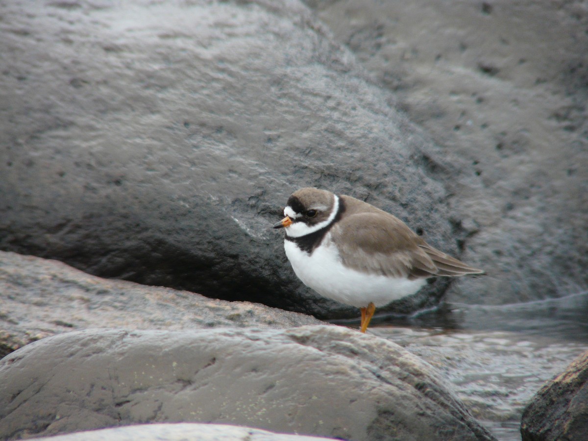 Semipalmated Plover - ML468931411