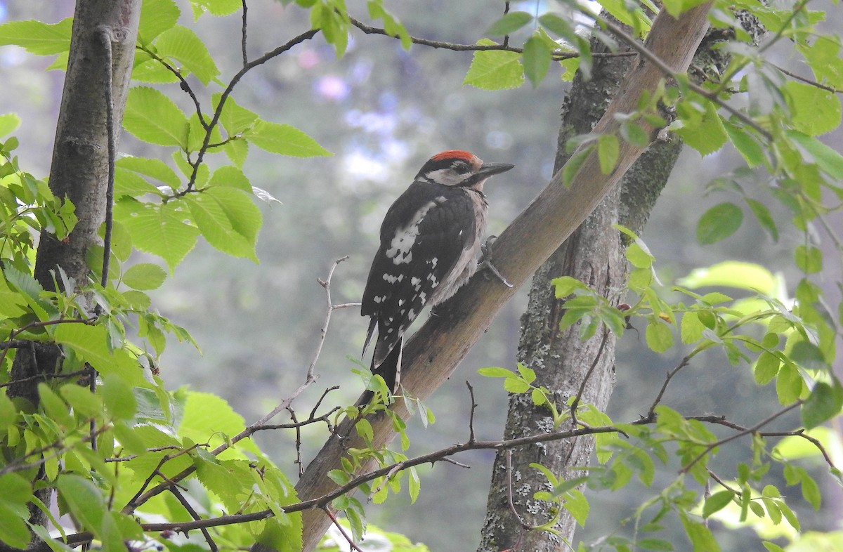 Great Spotted Woodpecker - Bruce Hansen