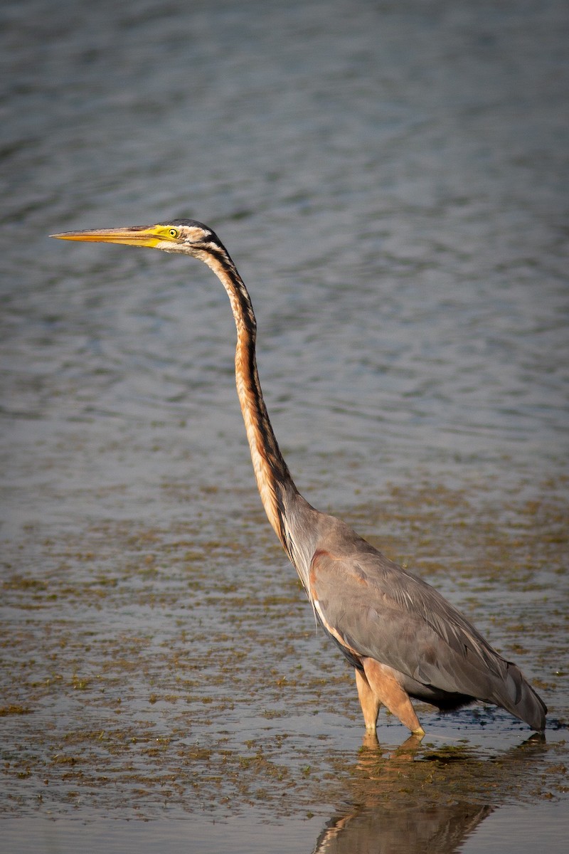 Purple Heron - ML468934181