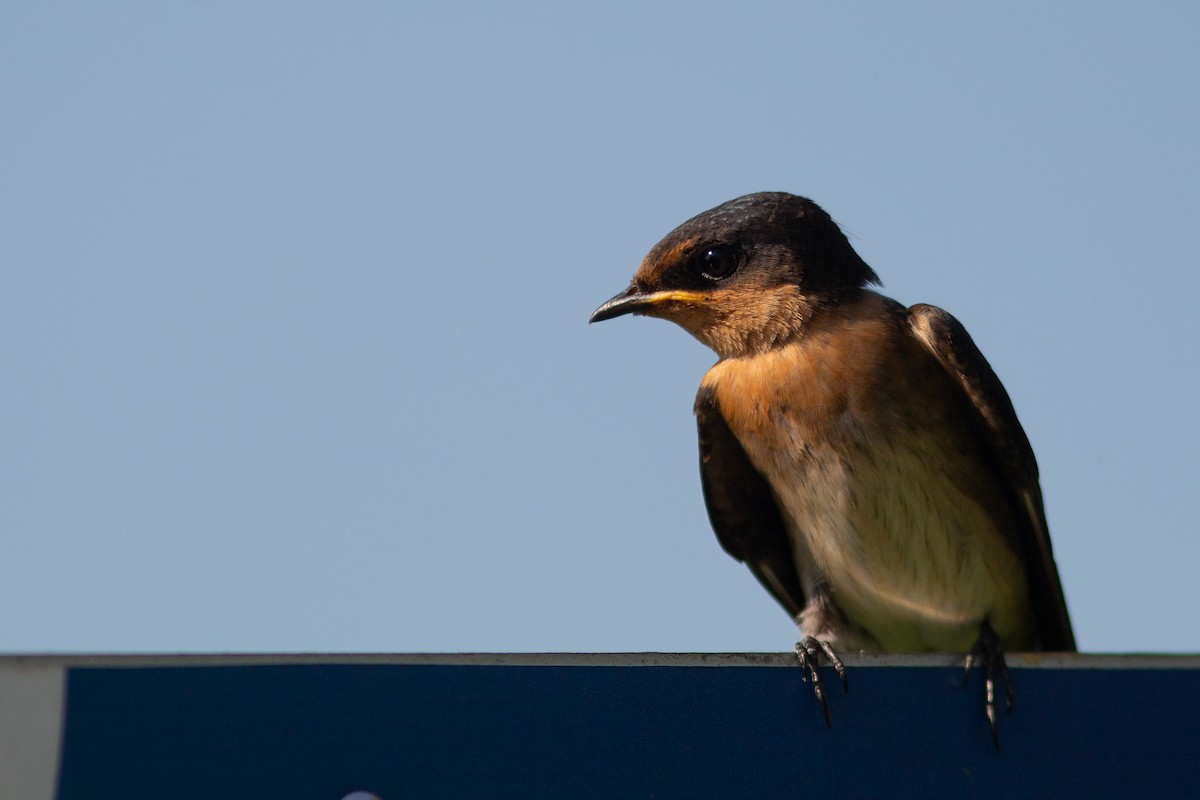 Pacific Swallow - ML468934361