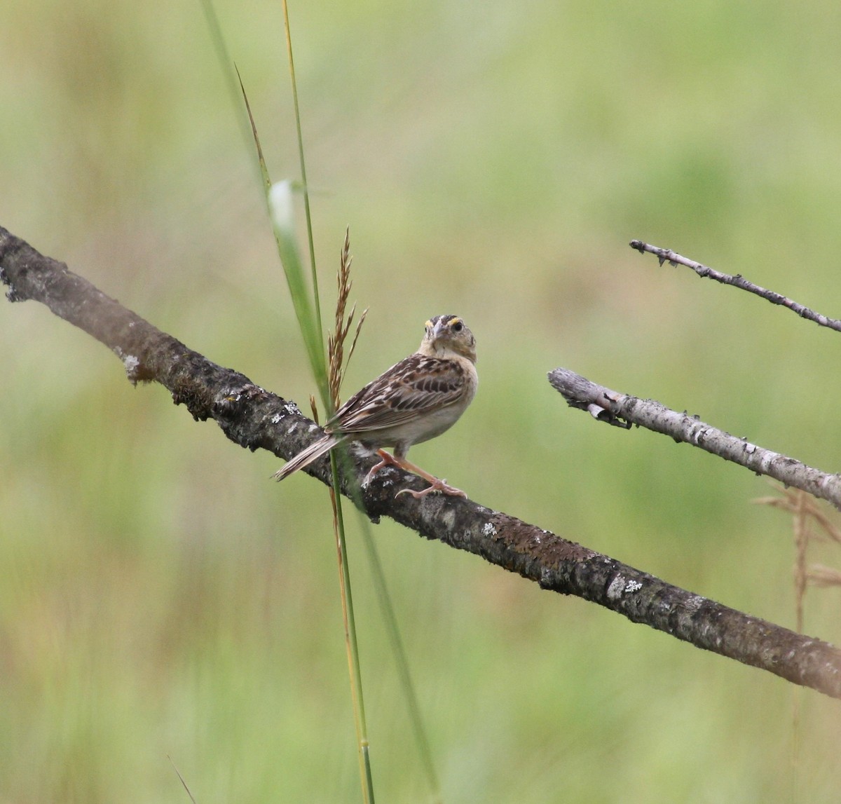 Grasshopper Sparrow - ML468934451
