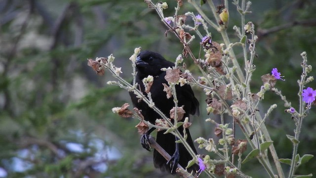 Scrub Blackbird - ML468934561