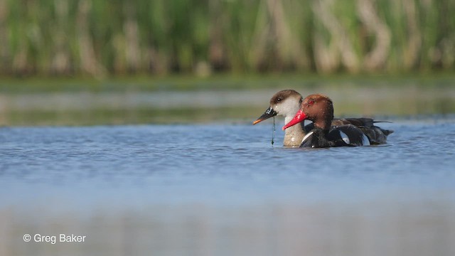 Red-crested Pochard - ML468934671