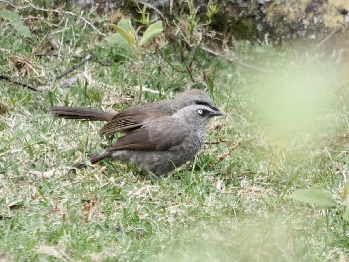 Black-lored Babbler (Sharpe's) - ML468935501