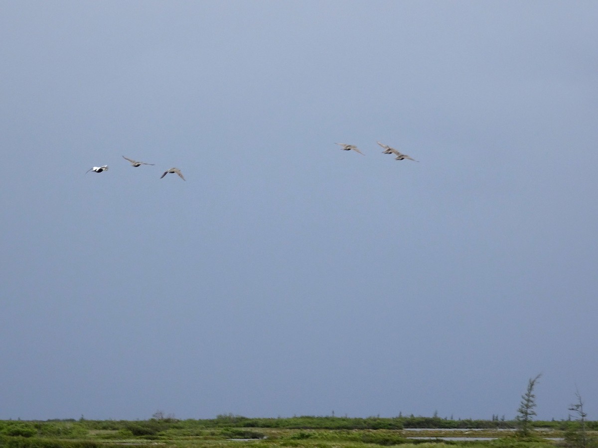 Common Eider - ML468937051