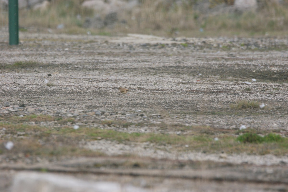 Desert Wheatear - ML468937491