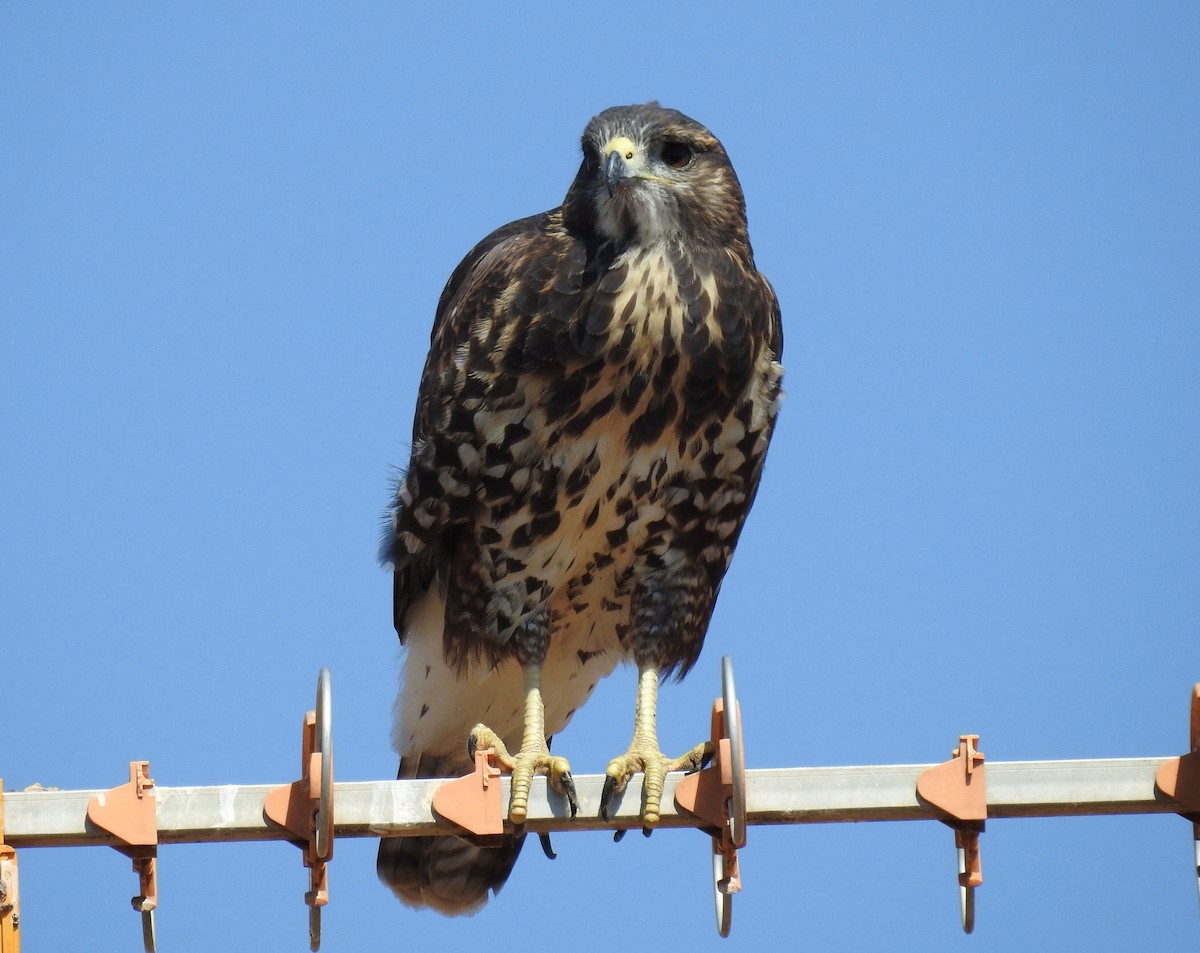 Common Buzzard - Cesar Clemente