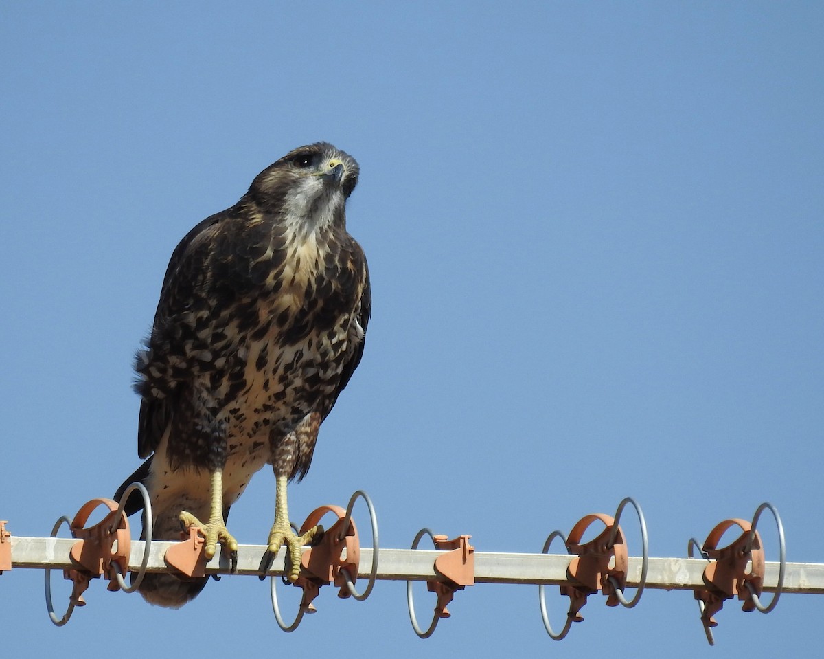 Common Buzzard - Cesar Clemente