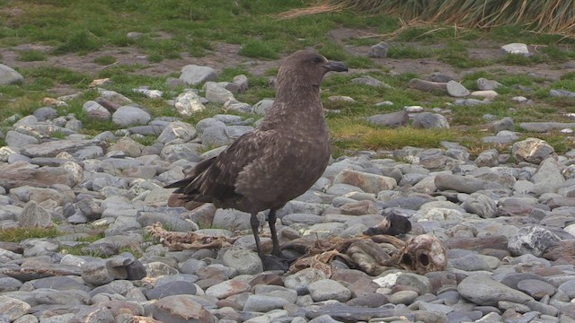 Brown Skua (Subantarctic) - ML468937721