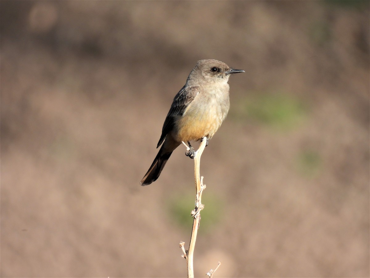 Say's Phoebe - ML468938431