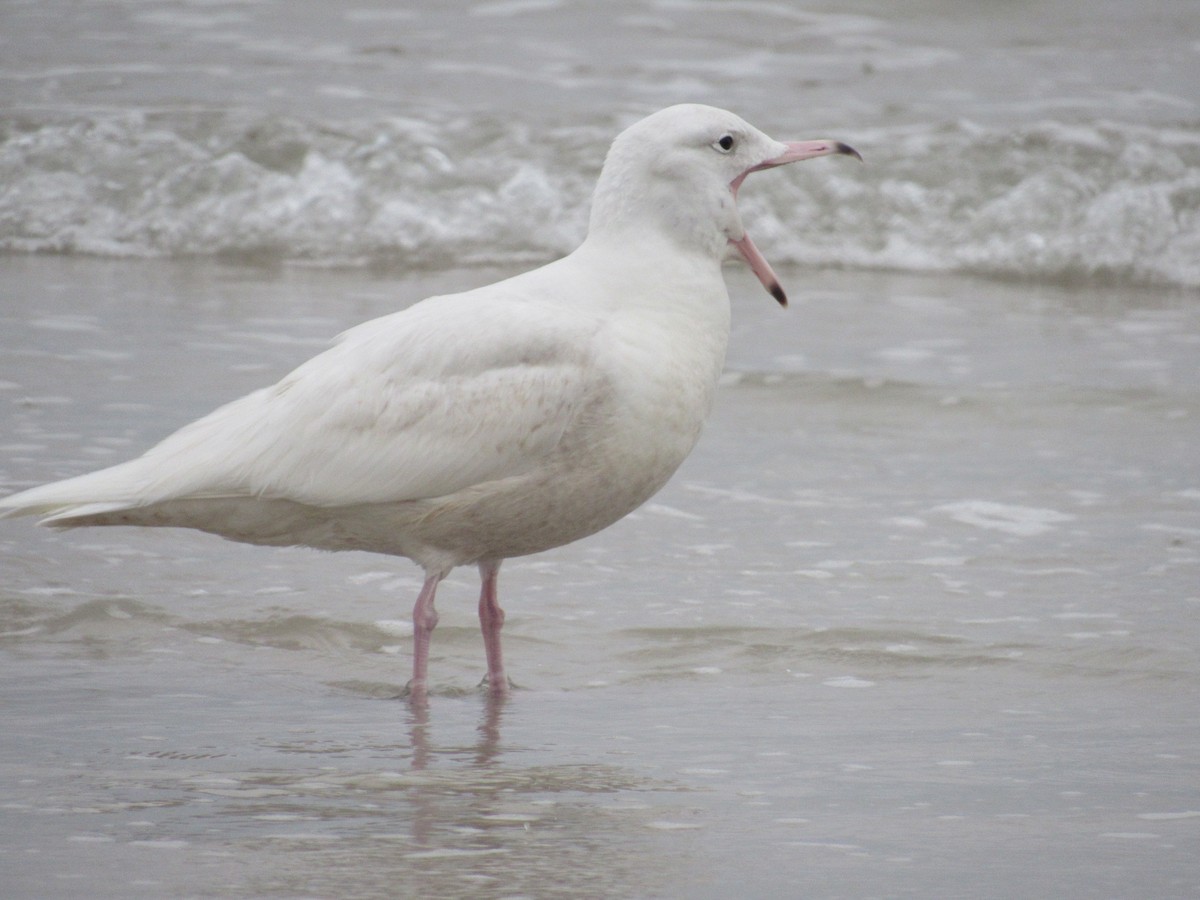 Glaucous Gull - David LaGrange