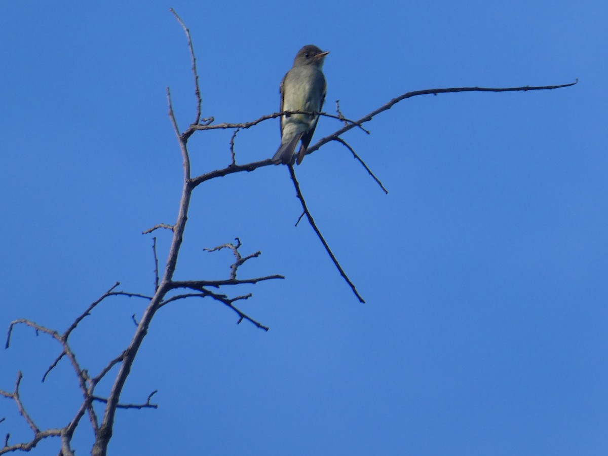 Eastern Wood-Pewee - ML468941361