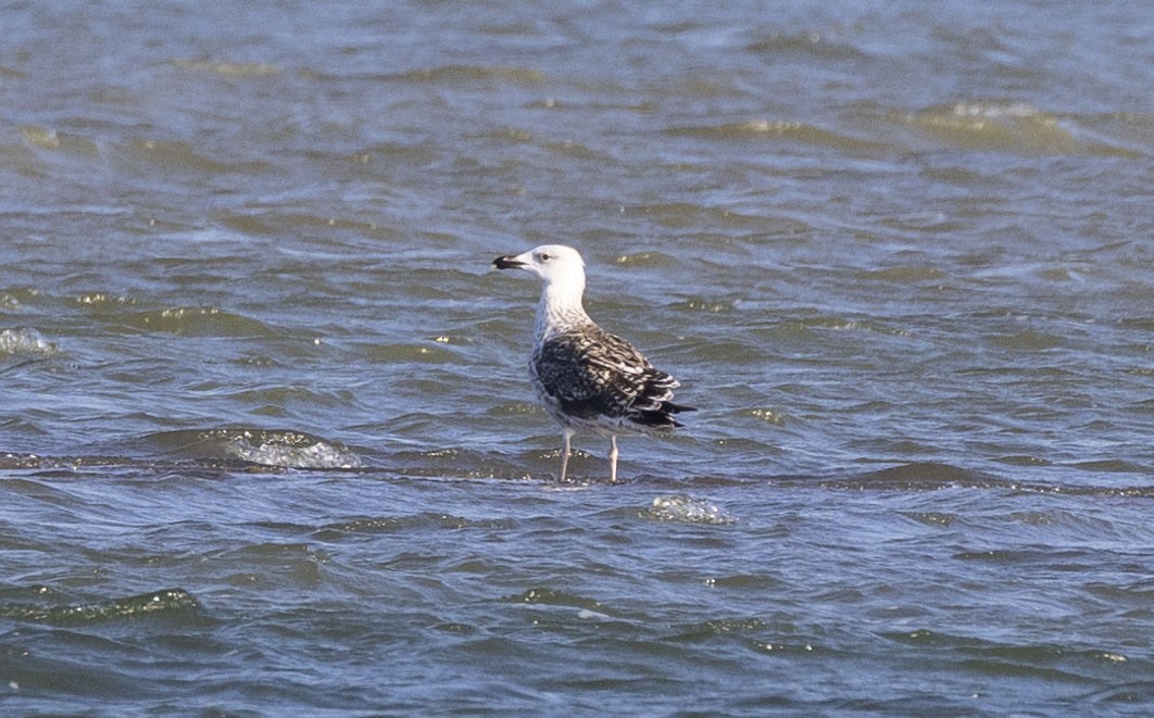 Great Black-backed Gull - ML468941681