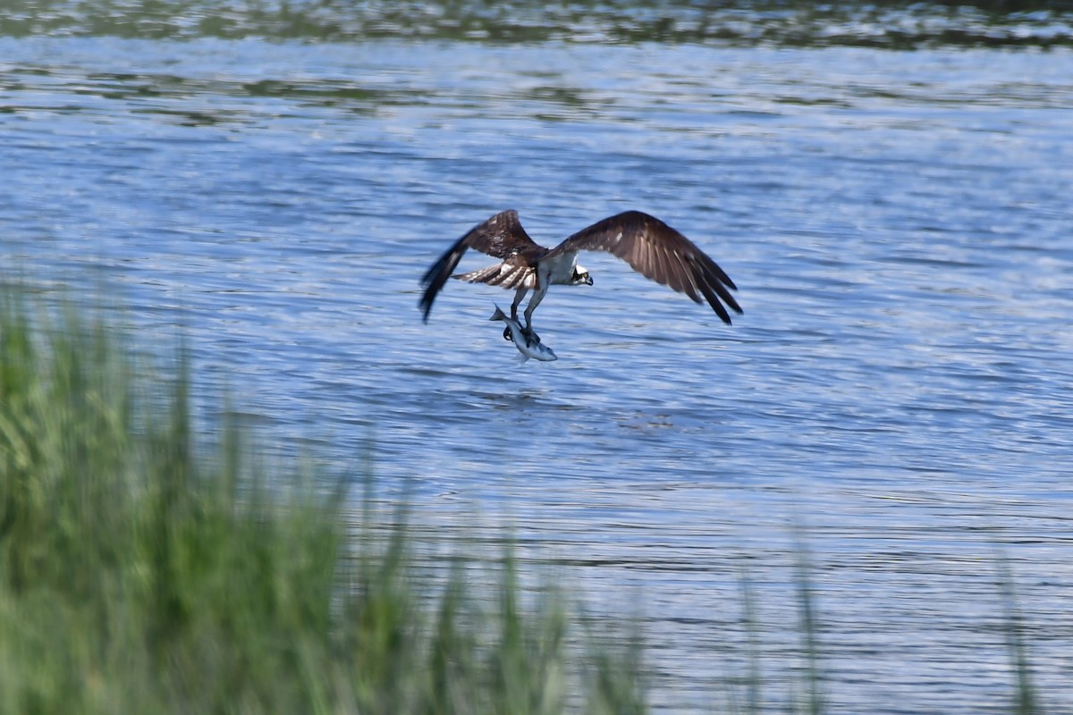 Balbuzard pêcheur - ML468942891