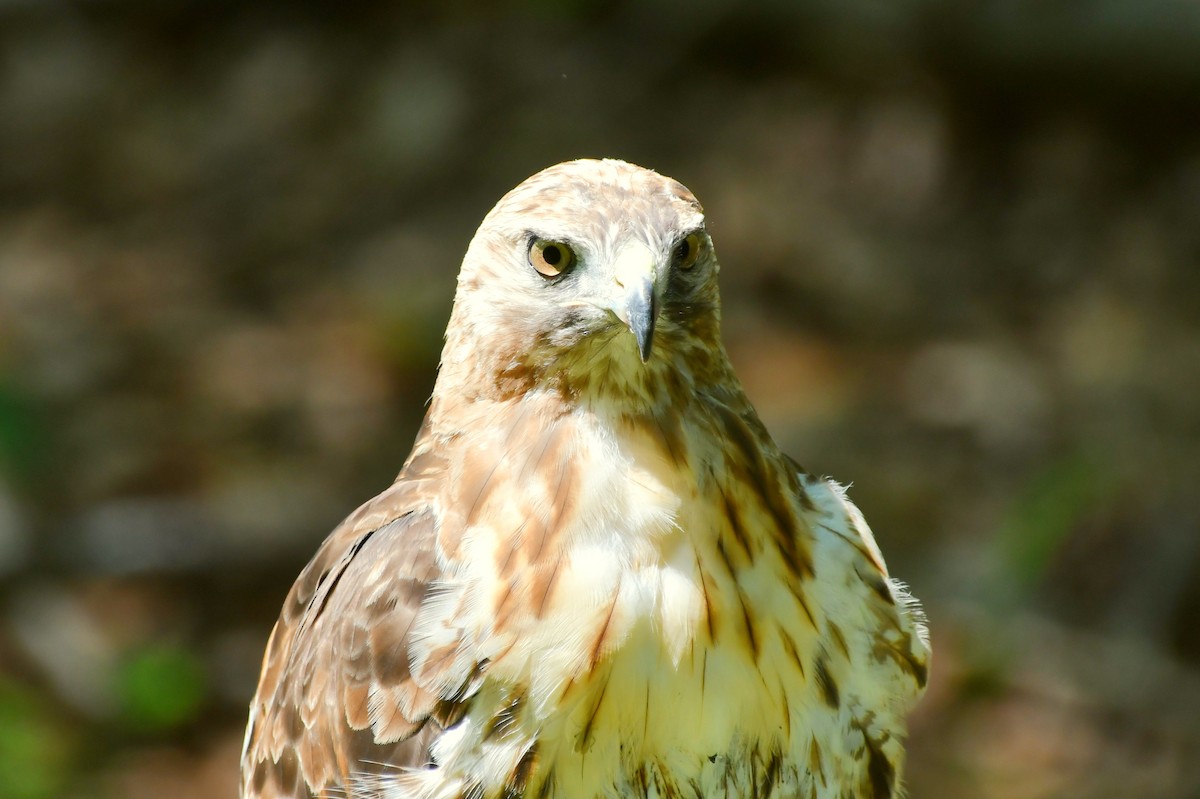 Red-tailed Hawk - ML468942951