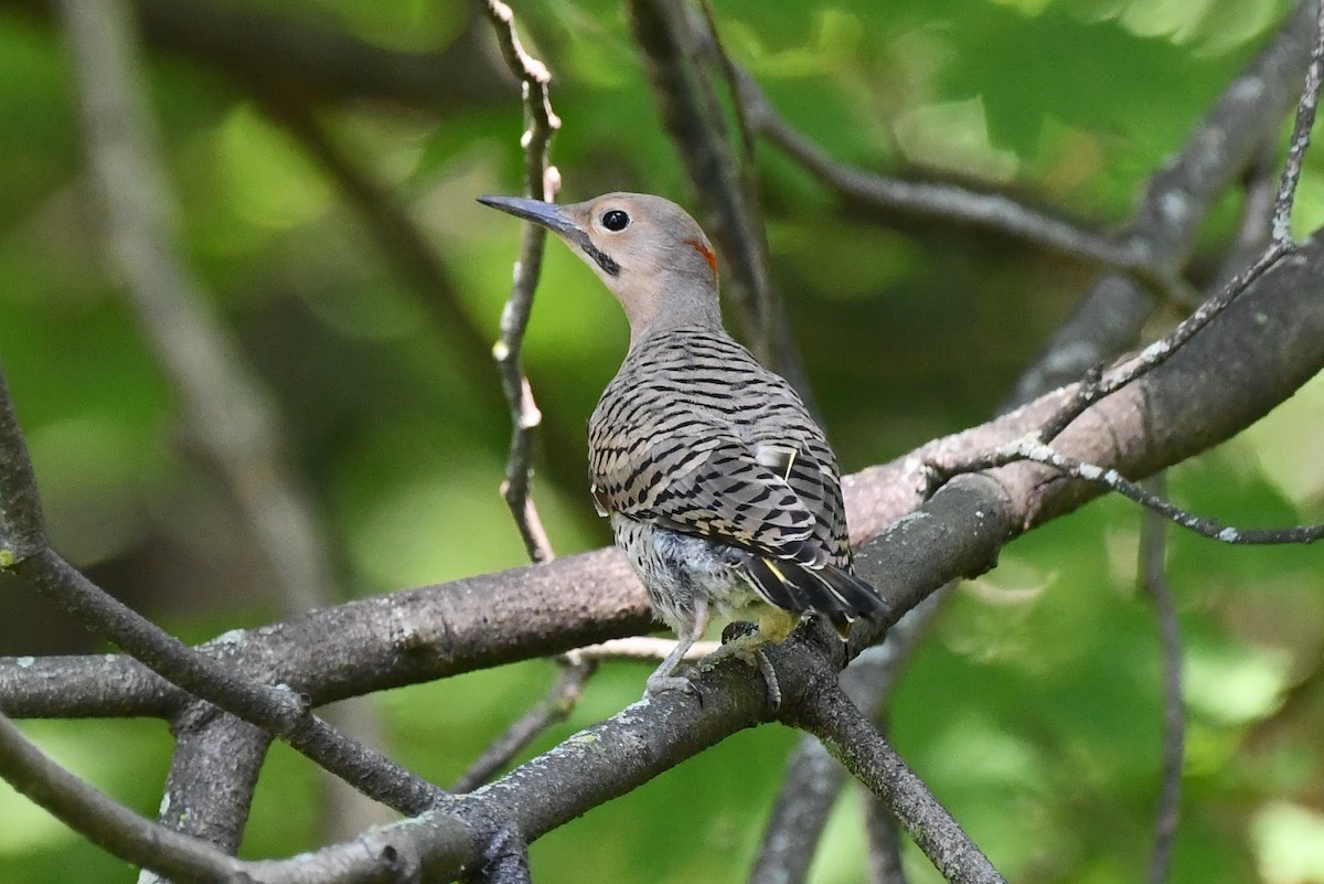 Northern Flicker - ML468942981