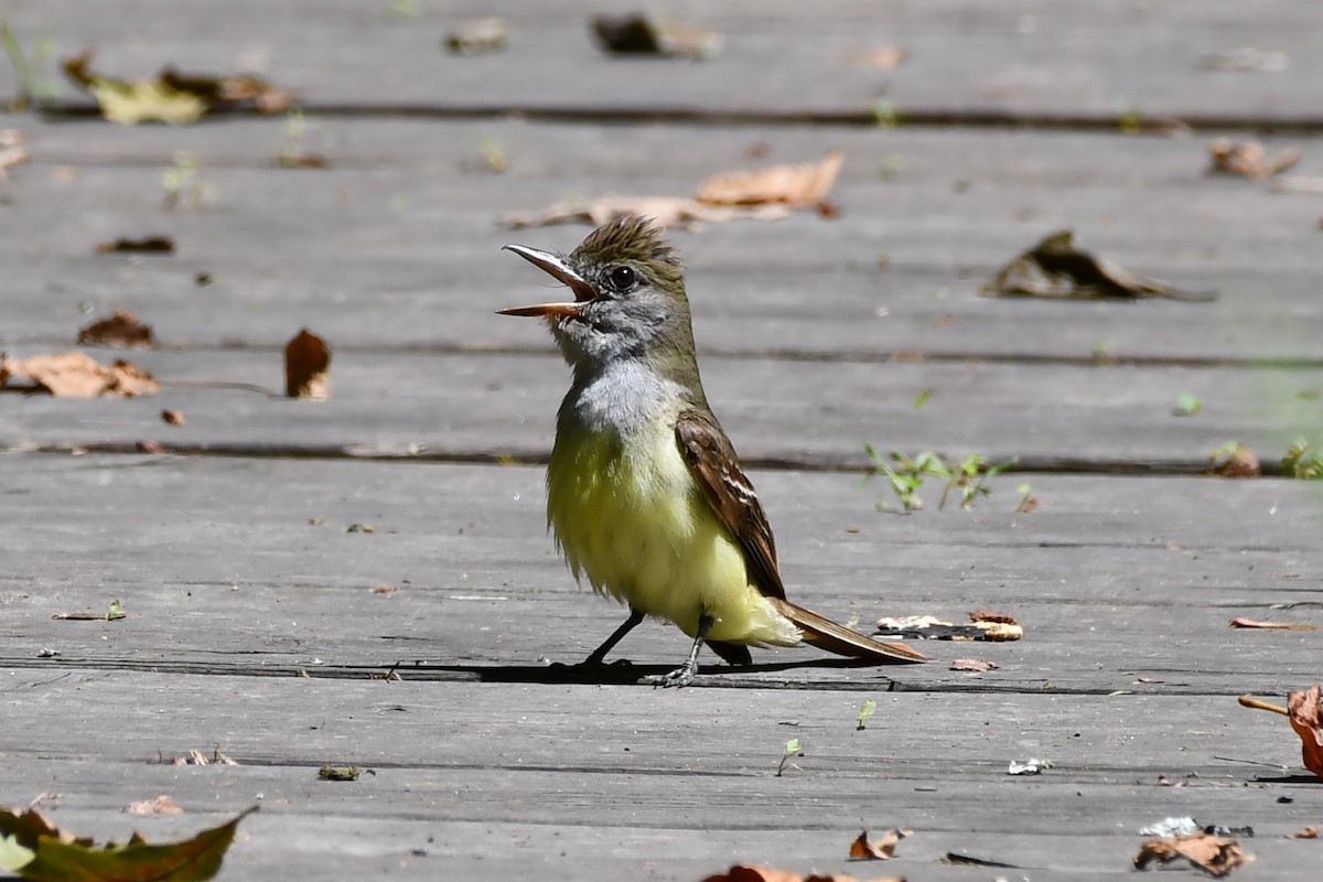 Great Crested Flycatcher - ML468943031