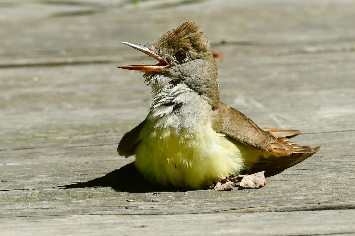 Great Crested Flycatcher - ML468943041