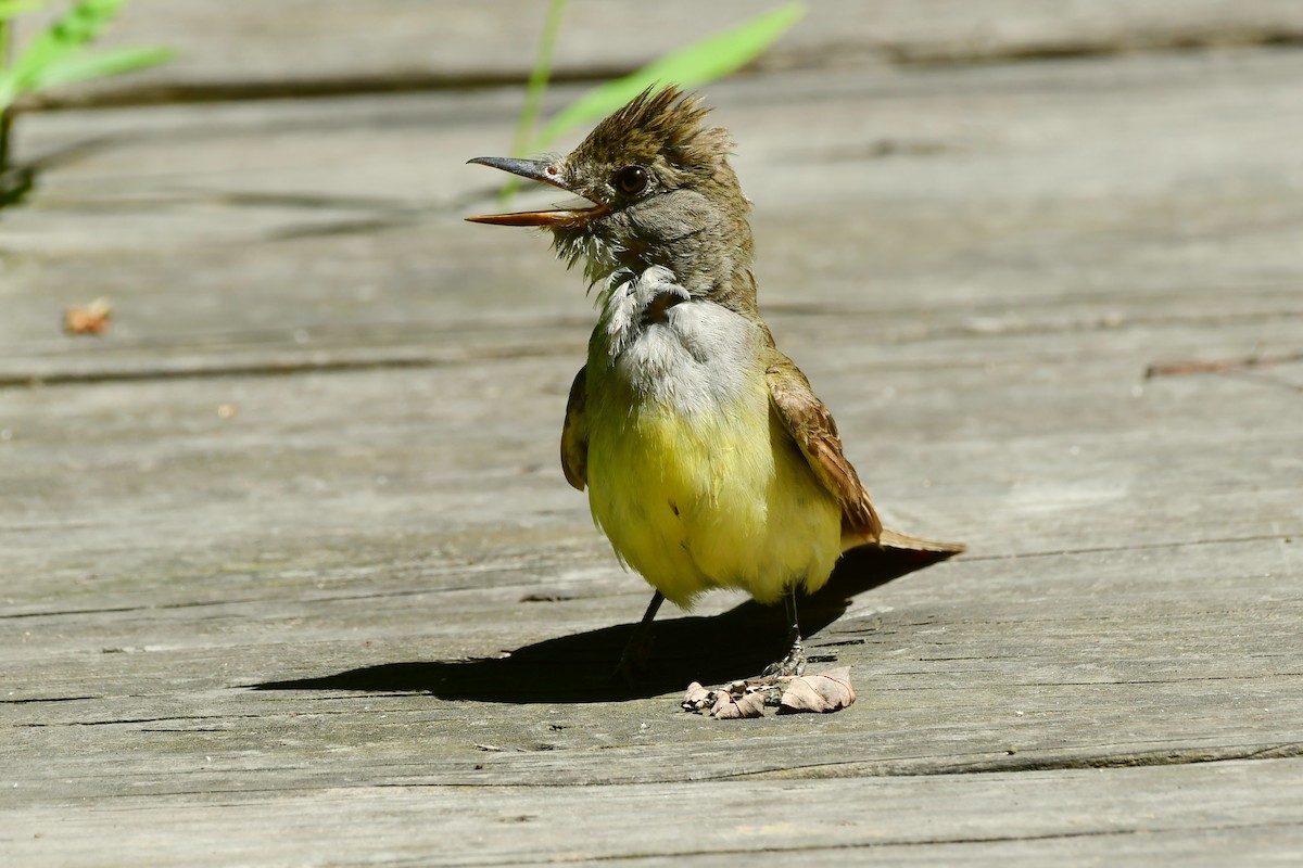 Great Crested Flycatcher - ML468943061