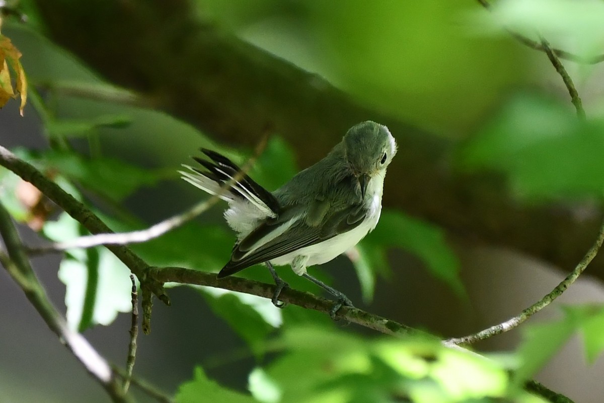 Blue-gray Gnatcatcher - ML468943081