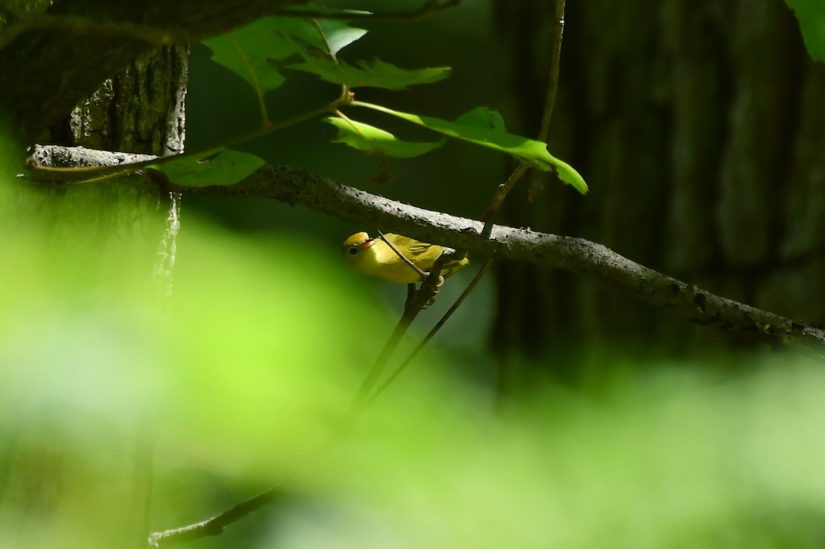 Paruline jaune - ML468943121