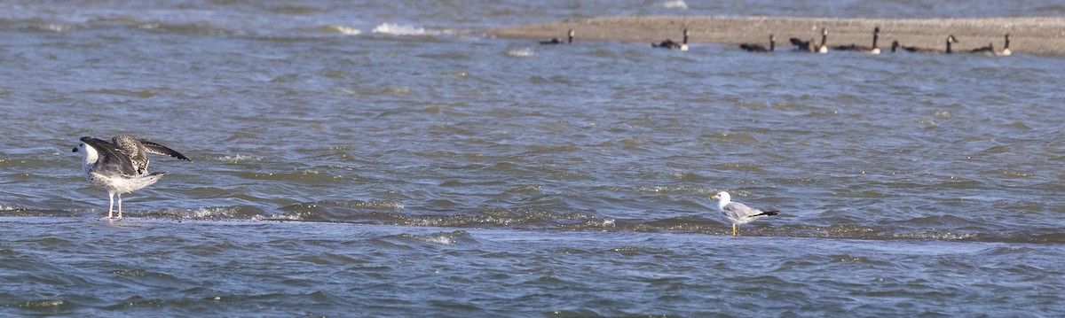 Great Black-backed Gull - ML468943131