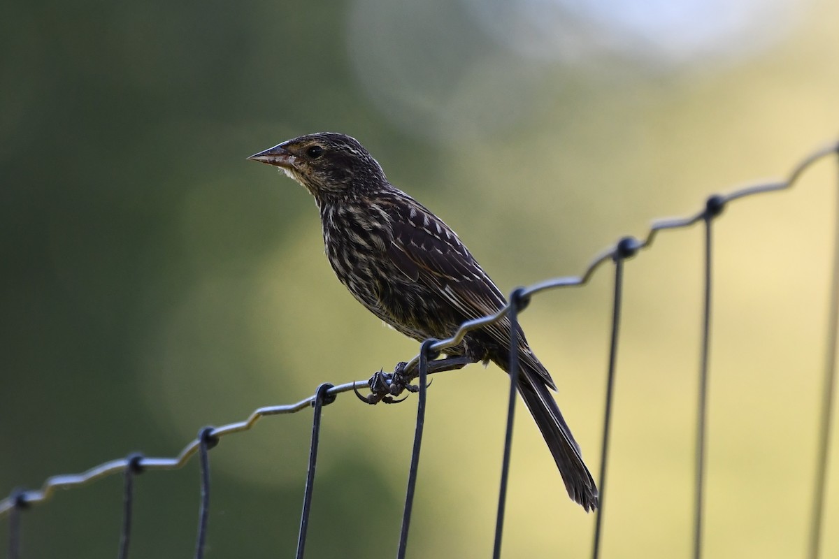 Red-winged Blackbird - ML468943181