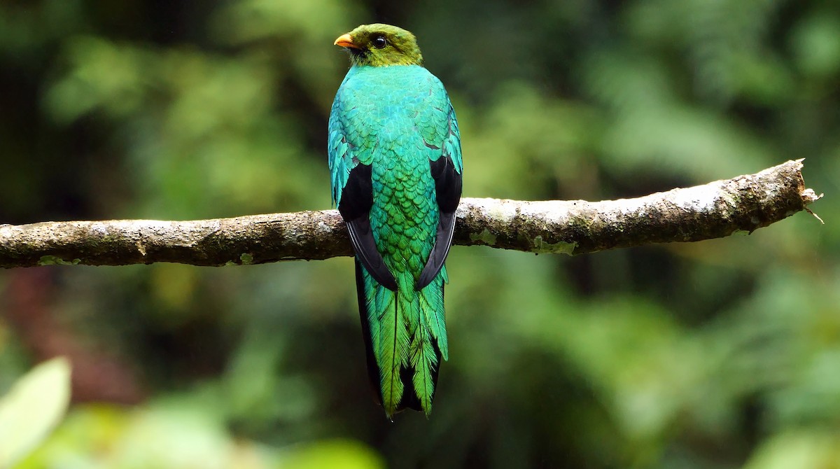 Golden-headed Quetzal - ML468944411